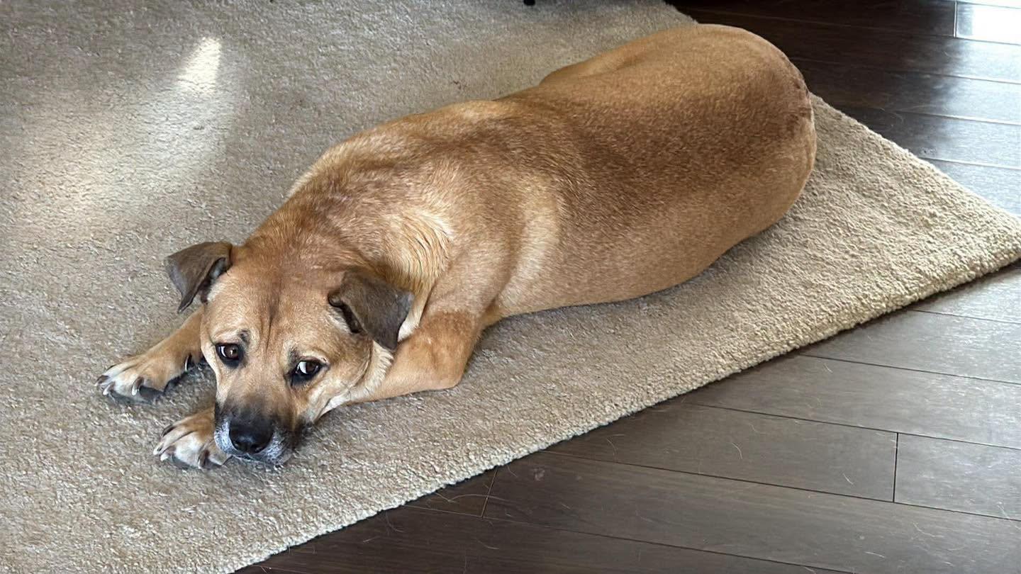 Enlarge Shirley (Girlie), a Adoptable Mixed Breed in Clive, AB image 4/6