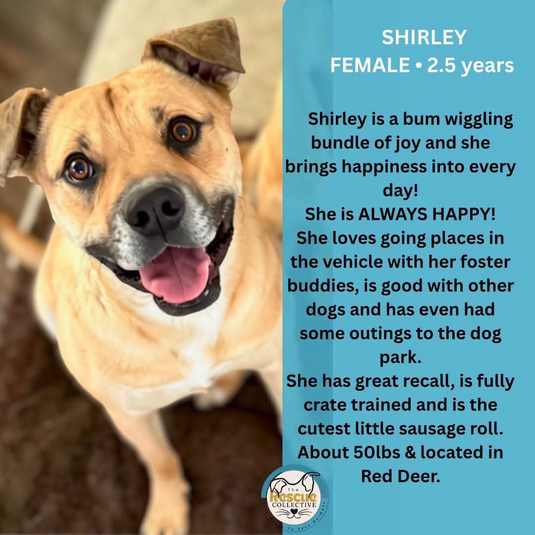 Enlarge Shirley (Girlie), a Adoptable Mixed Breed in Clive, AB image 5/6