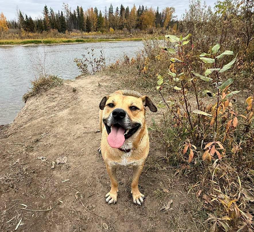 Shirley (Girlie), Adoptable, Adult Female Mixed Breed.