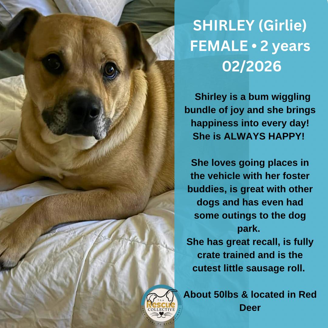 Enlarge Shirley (Girlie), a ADOPTABLE Mixed Breed in Clive, AB image 1/1