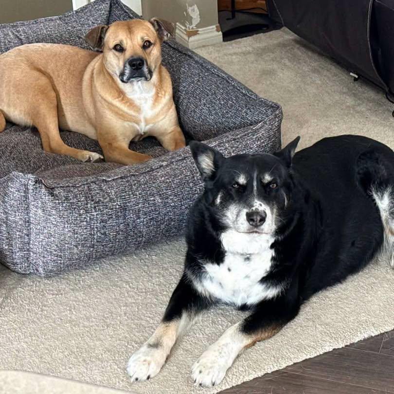 Enlarge Shirley (Girlie), a Adoptable Mixed Breed in Clive, AB image 6/6