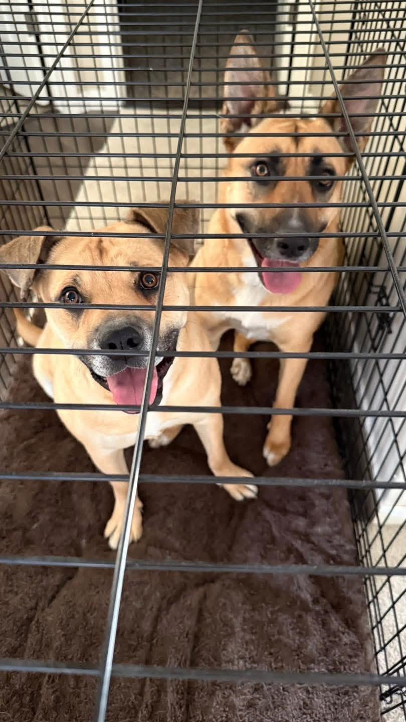 Shirley (Girlie), a ADOPTABLE Mixed Breed in Clive, AB image 3/4
