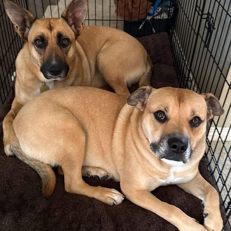 Enlarge Shirley (Girlie), a Adoptable Mixed Breed in Clive, AB image 3/6