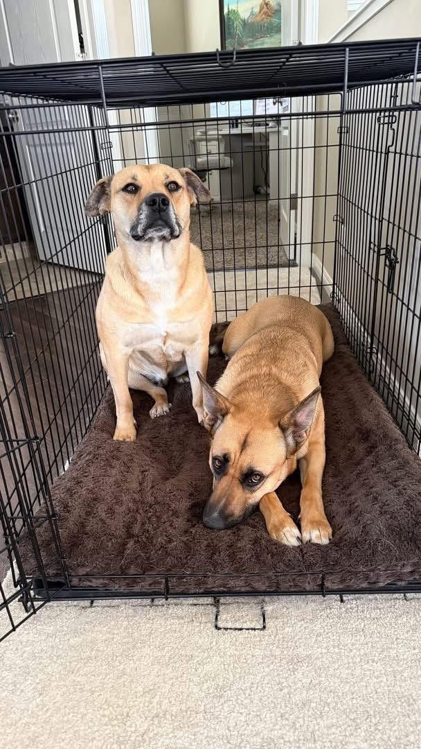 Shirley (Girlie), a ADOPTABLE Mixed Breed in Clive, AB image 4/4