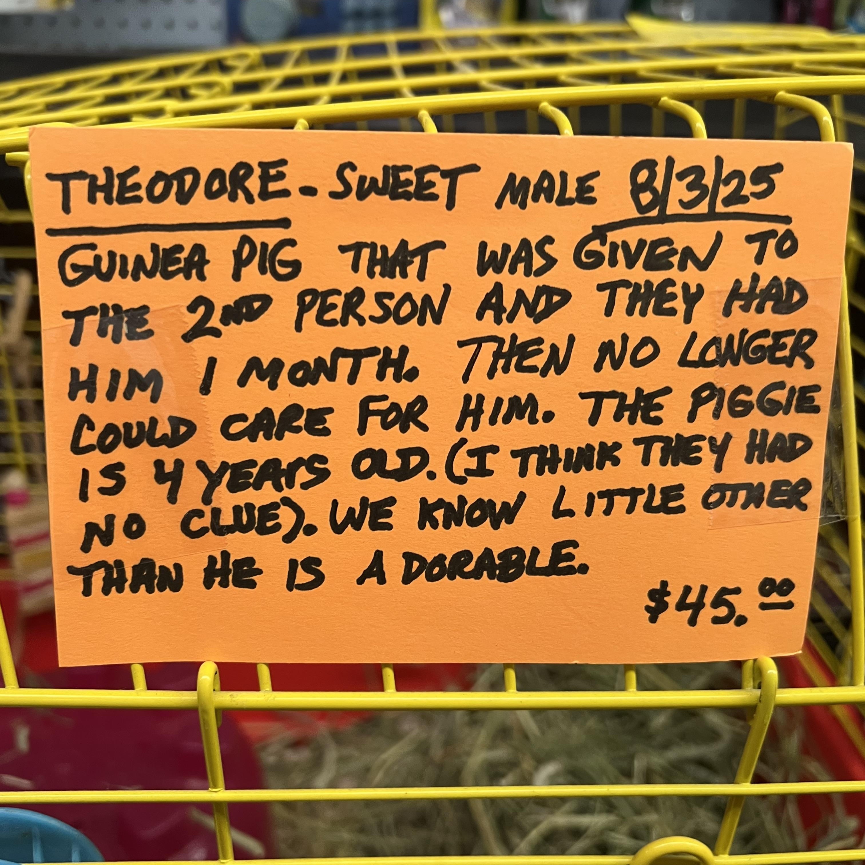 Theodore, a Adoptable Guinea Pig in Hillsborough, NJ image 2/3