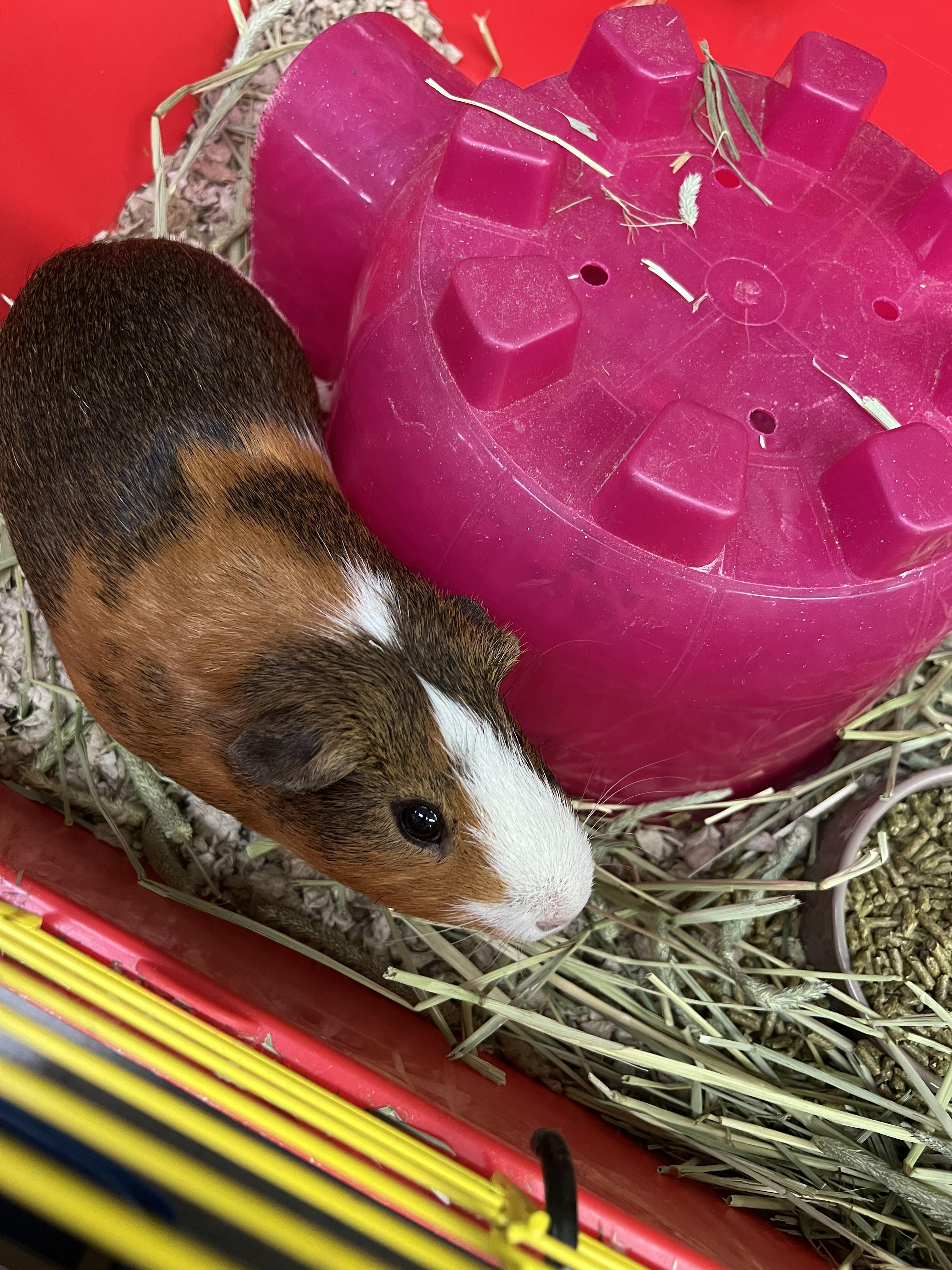 Theodore, Adoptable, Adult Male Guinea Pig.