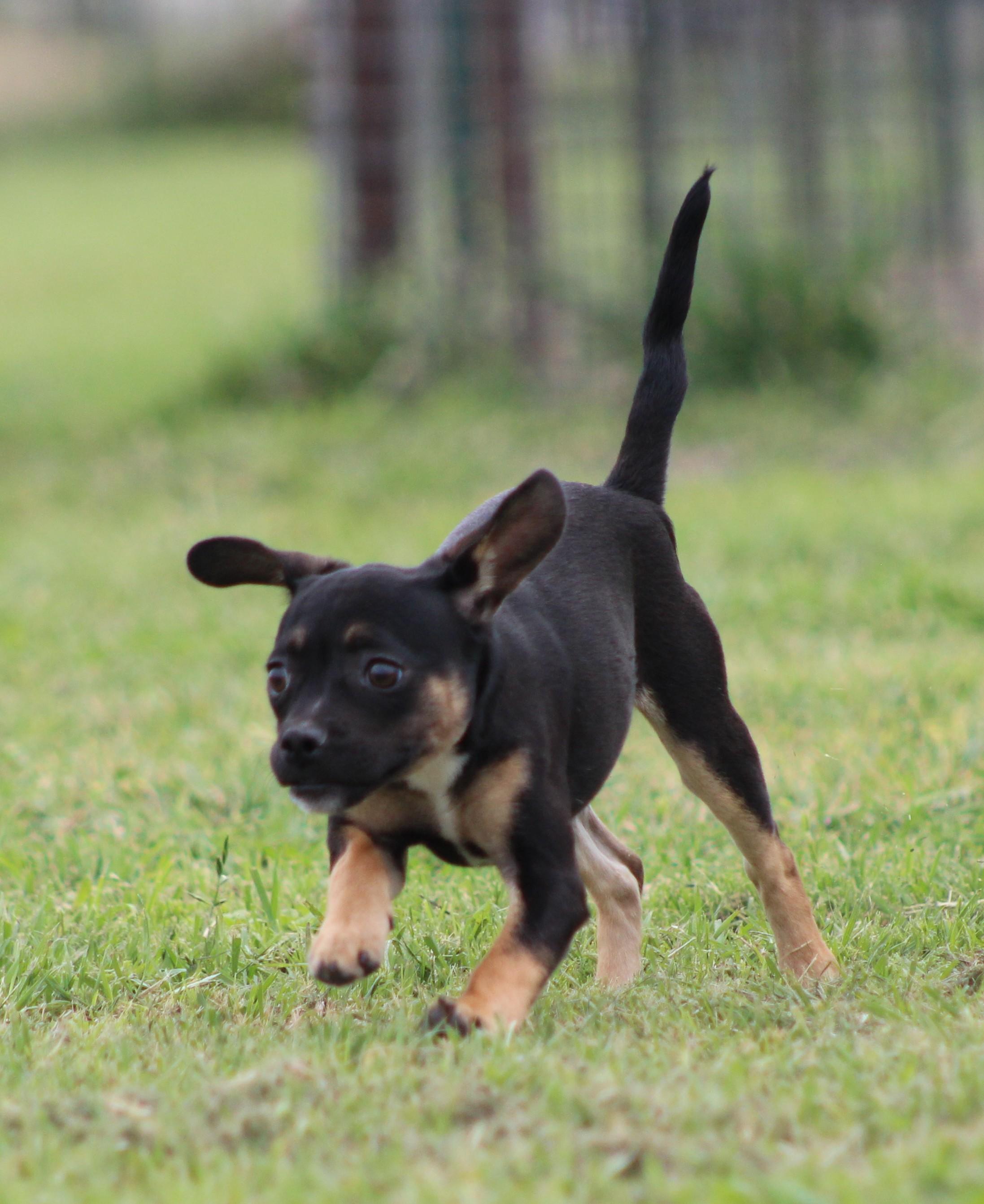 Enlarge Spice, an adopted mixed breed in Temple, TX image 2/5