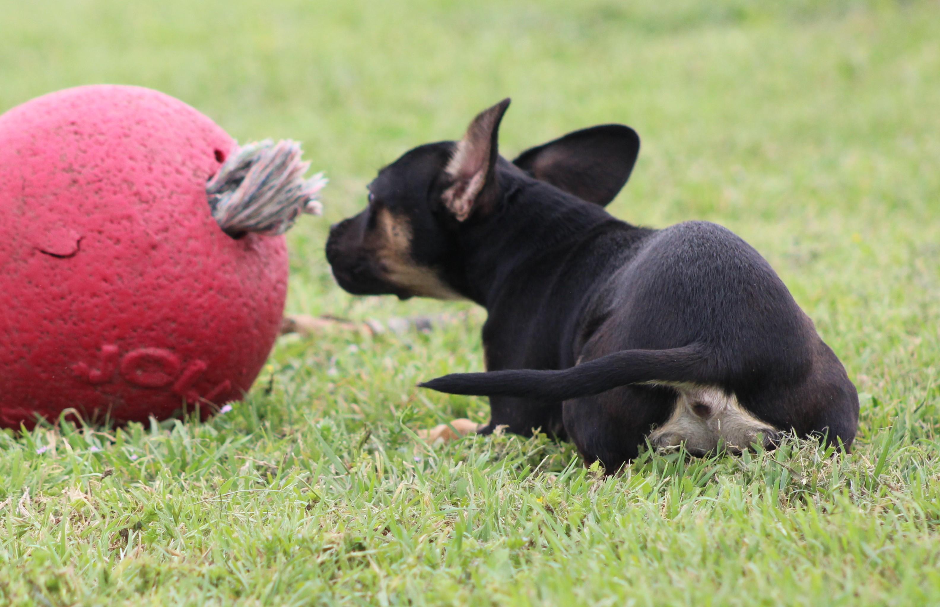 Enlarge Spice, an adopted mixed breed in Temple, TX image 4/5