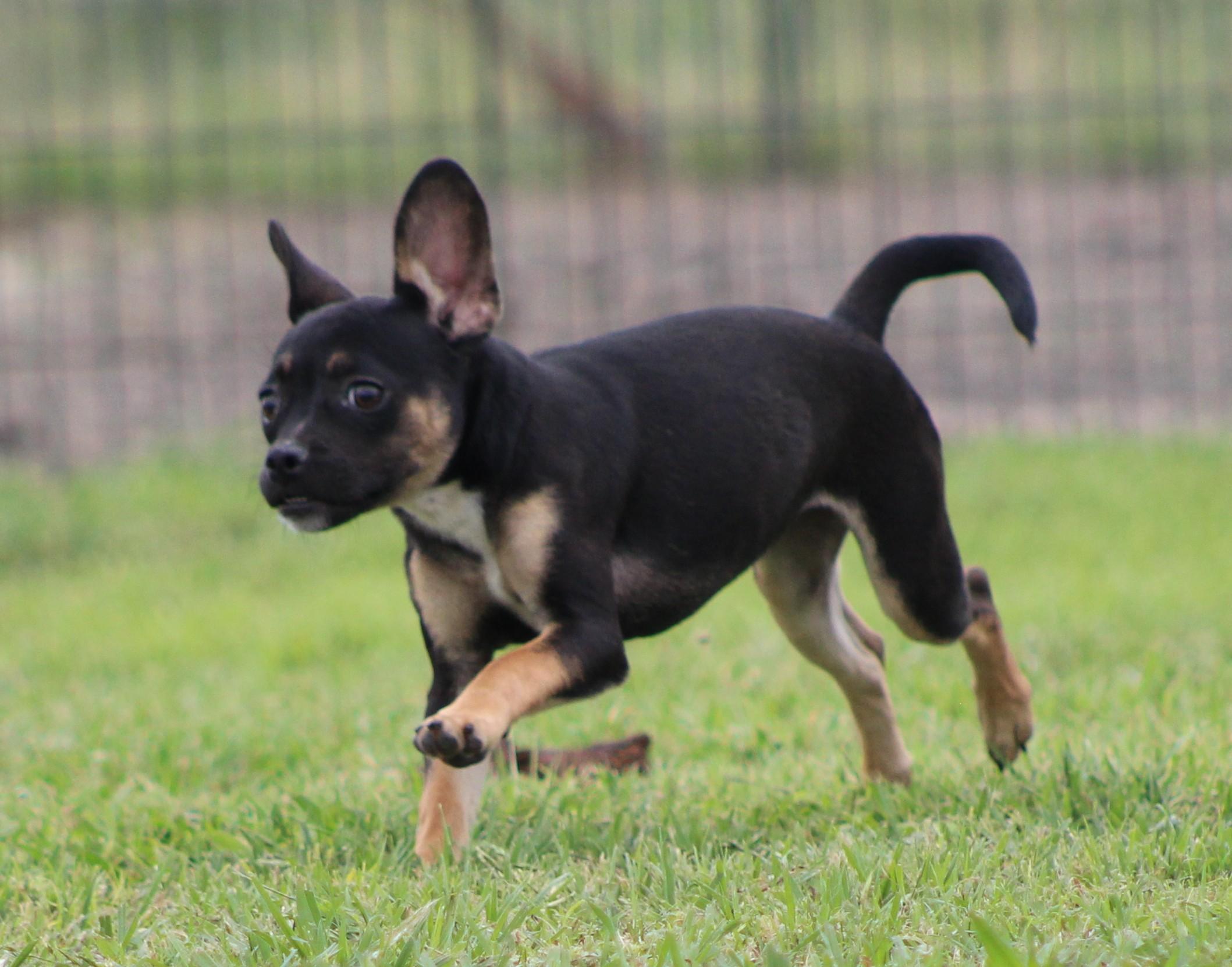 Spice, adopted, Puppy Female French Bulldog & Chihuahua.