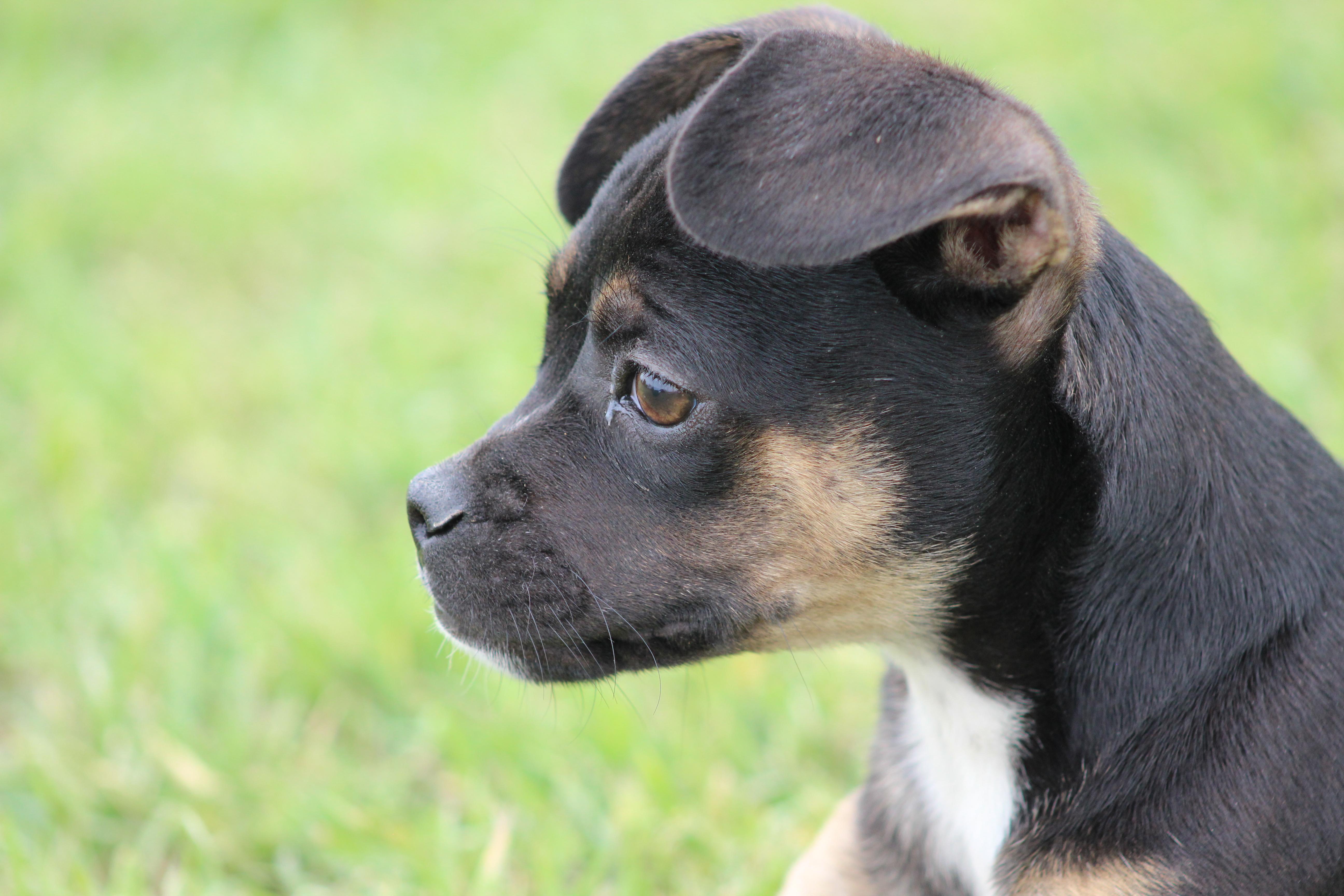Enlarge Spice, an adopted mixed breed in Temple, TX image 3/5