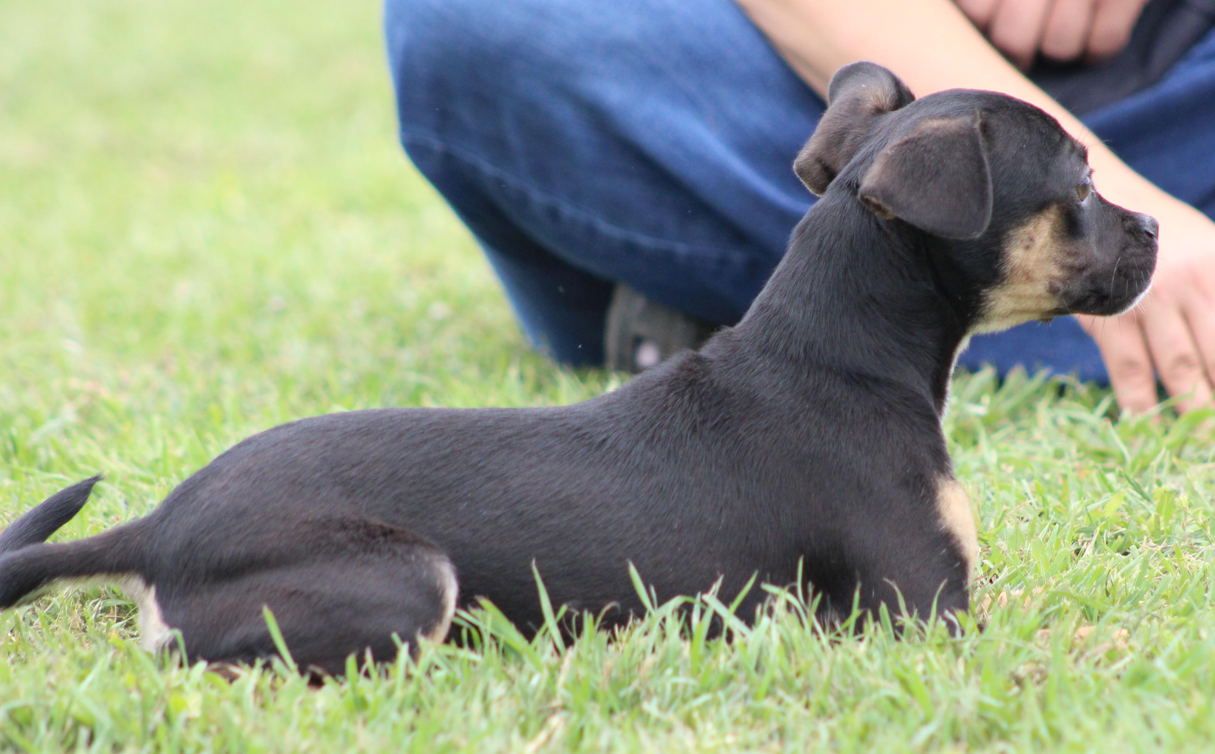 Enlarge Spice, an adopted mixed breed in Temple, TX image 5/5