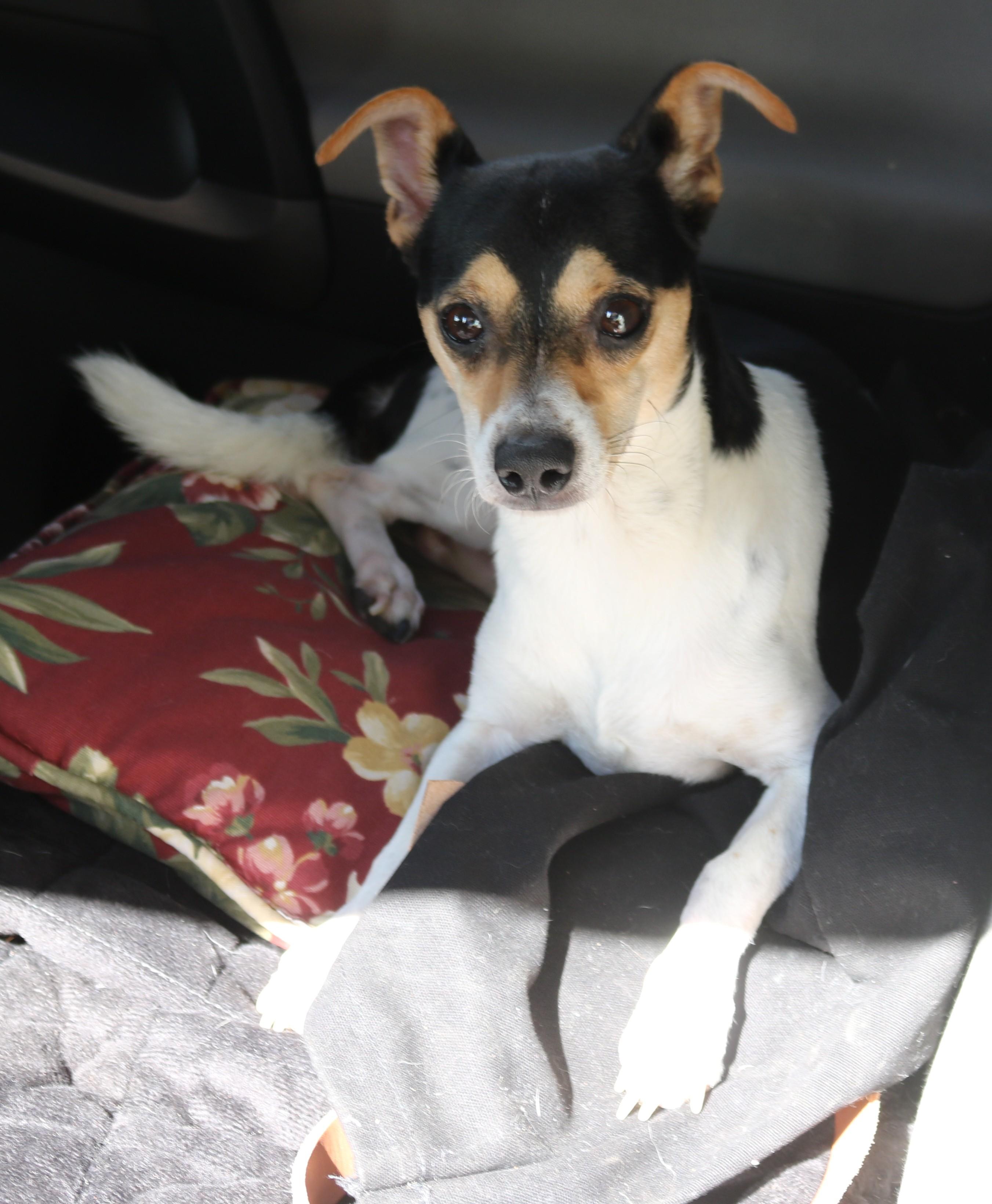 Enlarge Bowser, a Adoptable mixed breed in Bandera, TX image 1/5