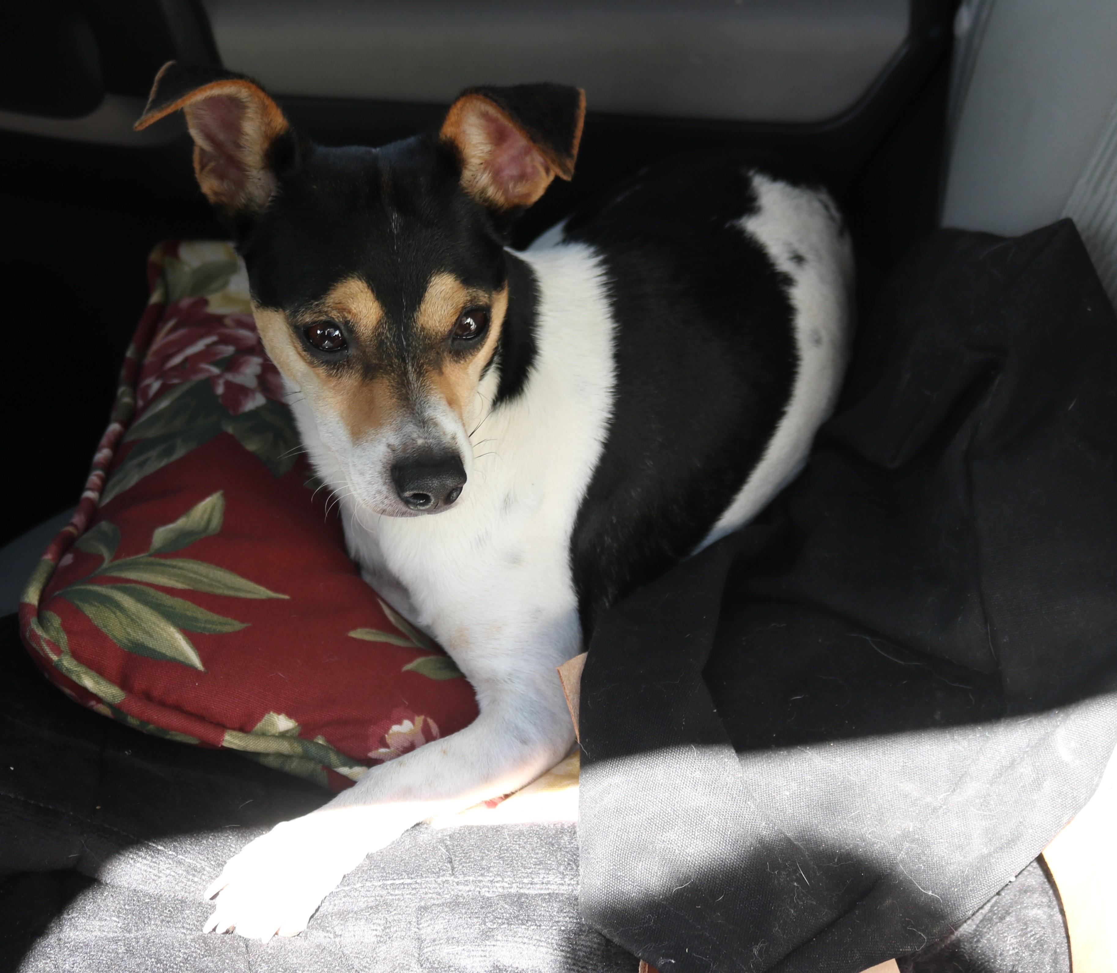 Enlarge Bowser, a Adoptable mixed breed in Bandera, TX image 2/5