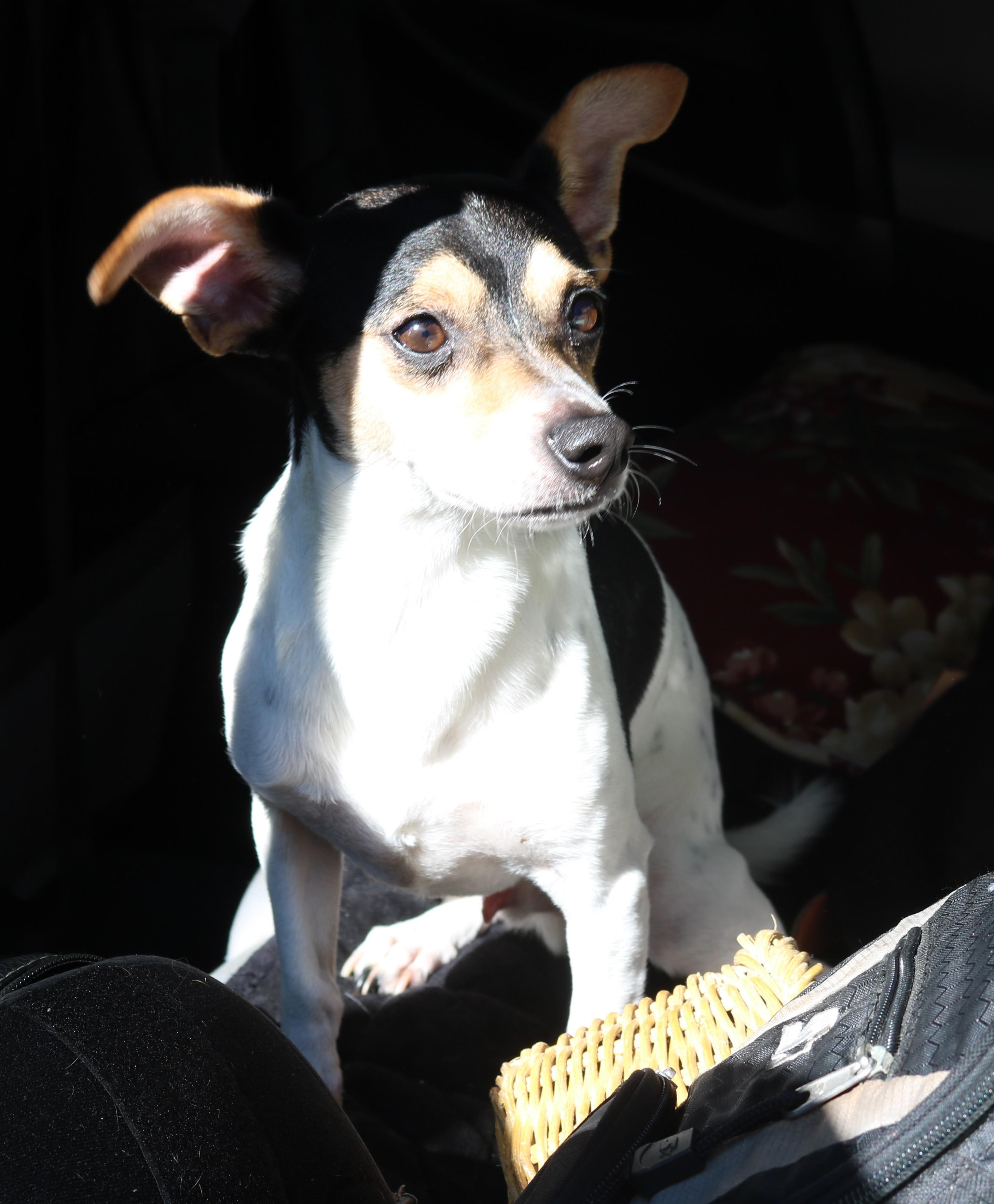 Enlarge Bowser, a Adoptable mixed breed in Bandera, TX image 3/5