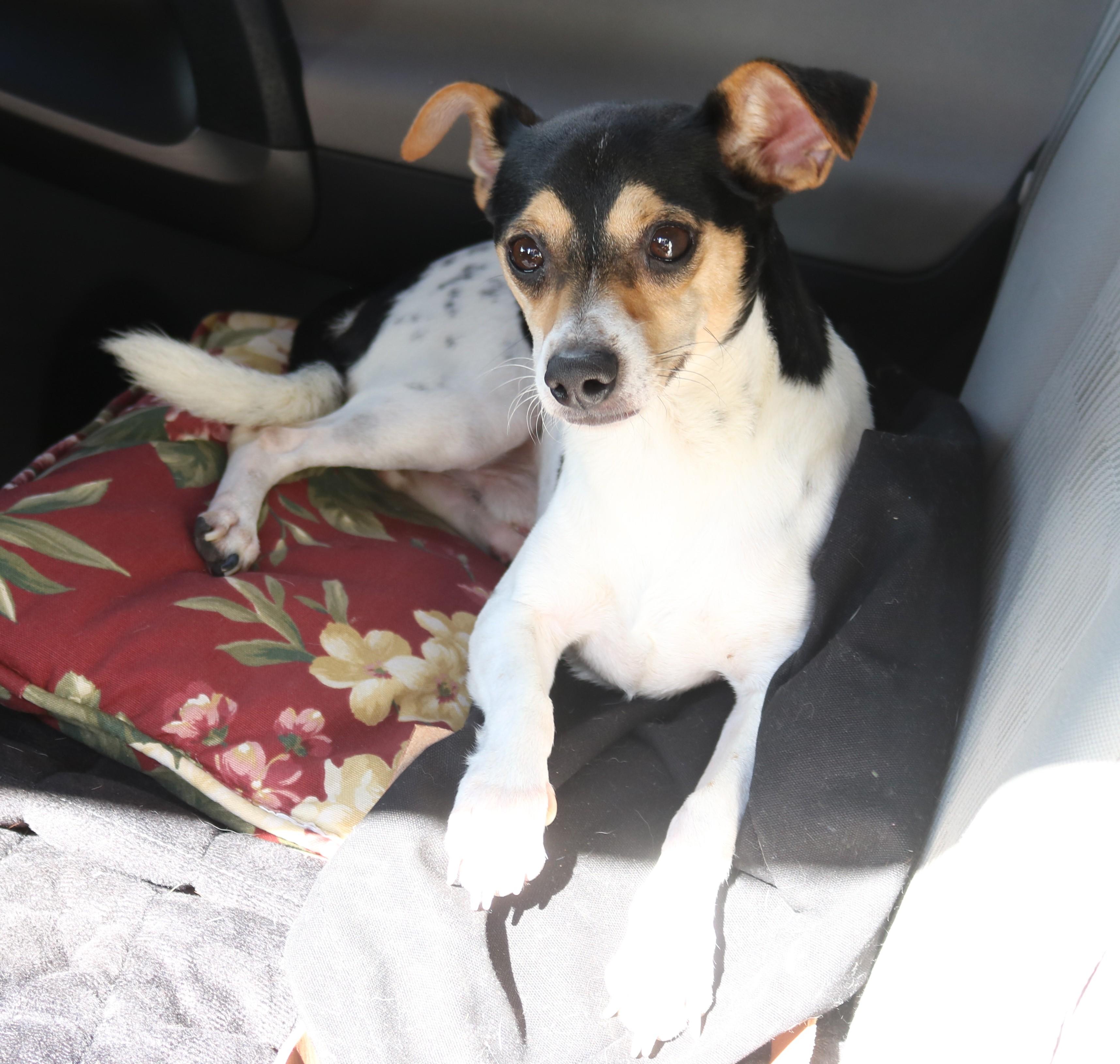 Enlarge Bowser, a Adoptable mixed breed in Bandera, TX image 4/5