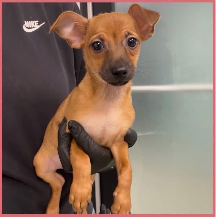 Shramps, adopted, Puppy Male Mixed Breed.