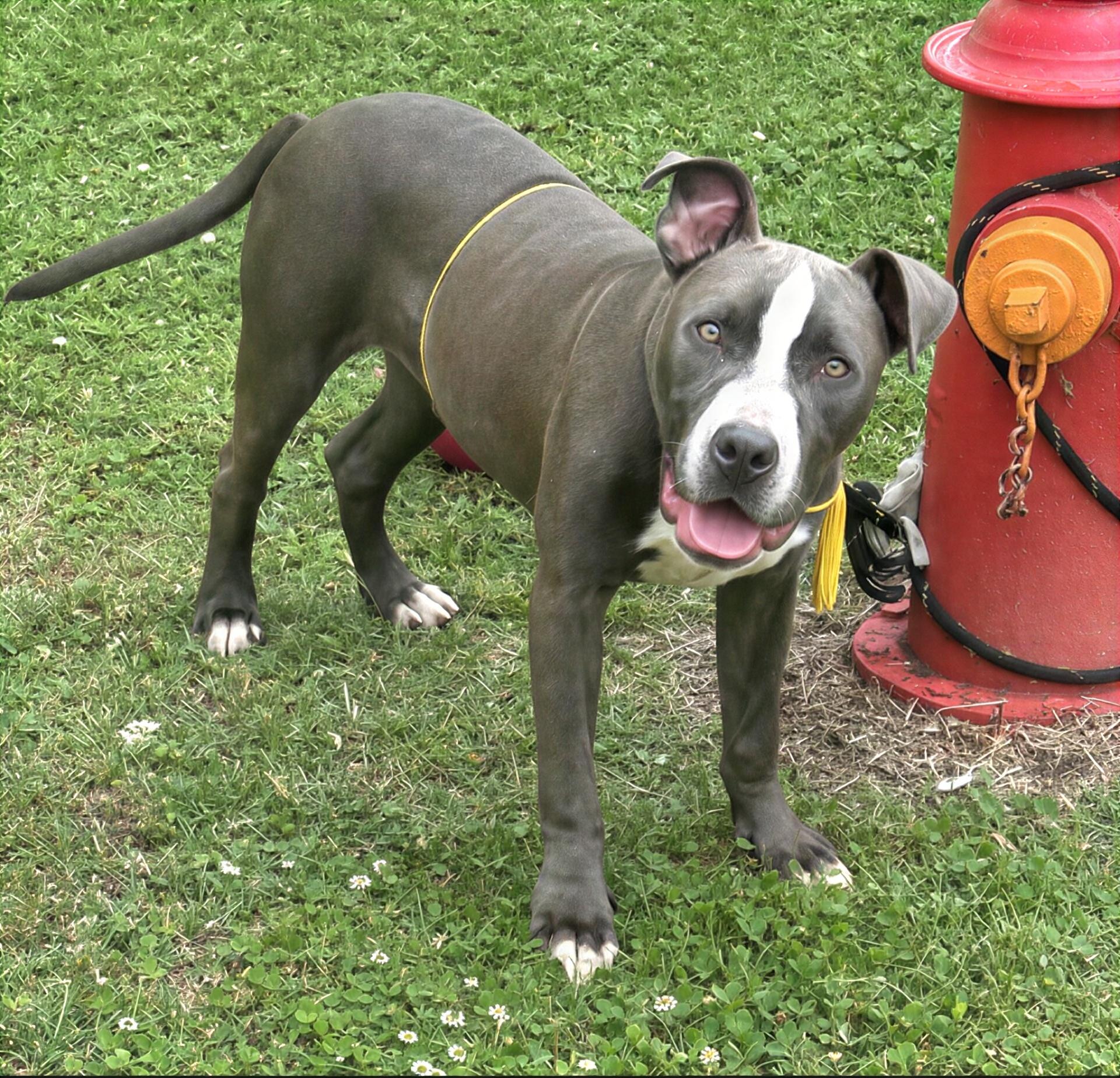 Mr. Peabody, a ADOPTABLE Mixed Breed in Nashville, TN image 2/2