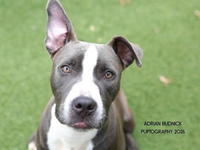 Mr. Peabody, ADOPTABLE, Young Male Mixed Breed.