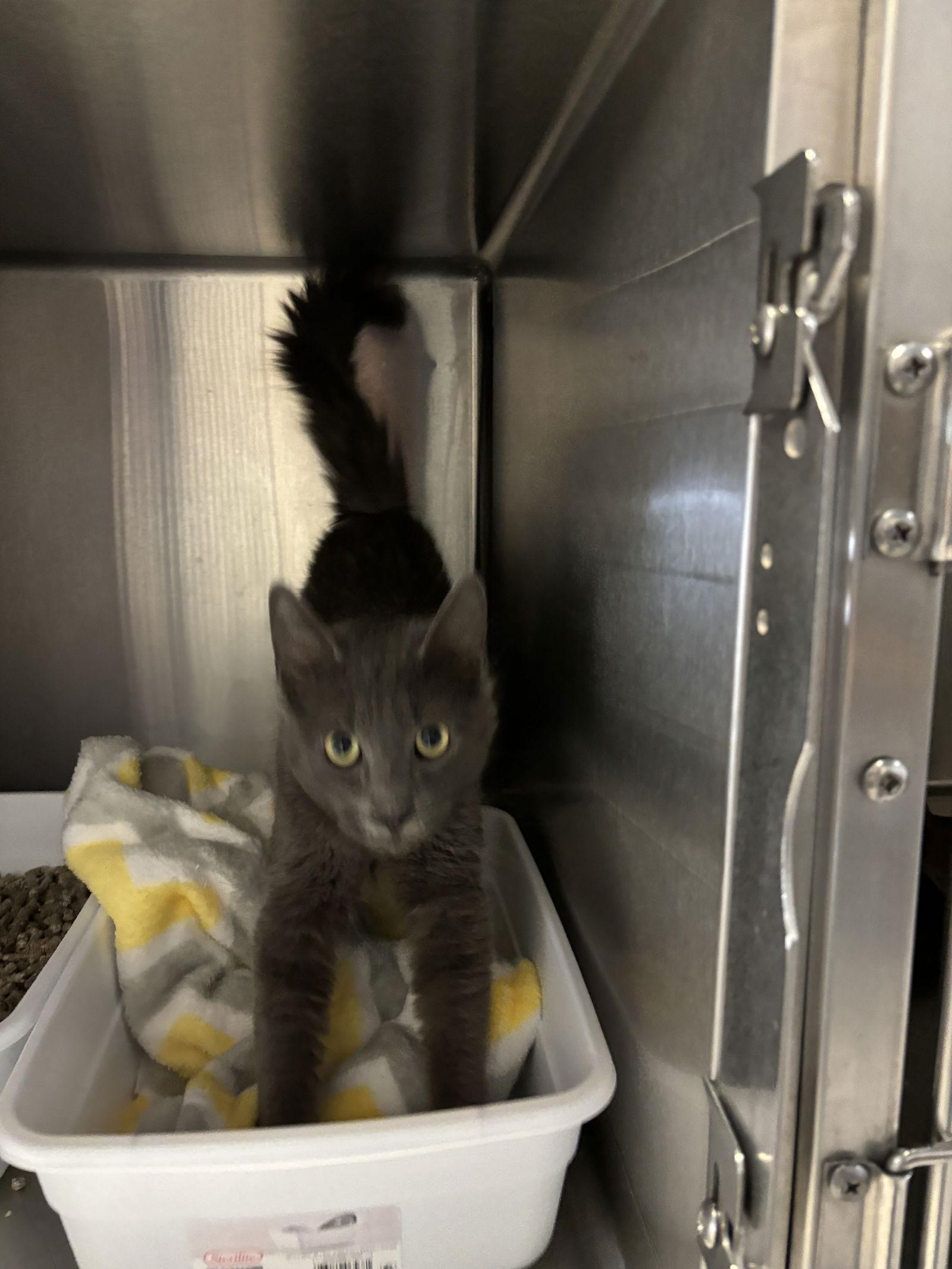 Enlarge Mr. Gray ( BC), a Adoptable Russian Blue in Vacaville, CA image 2/3