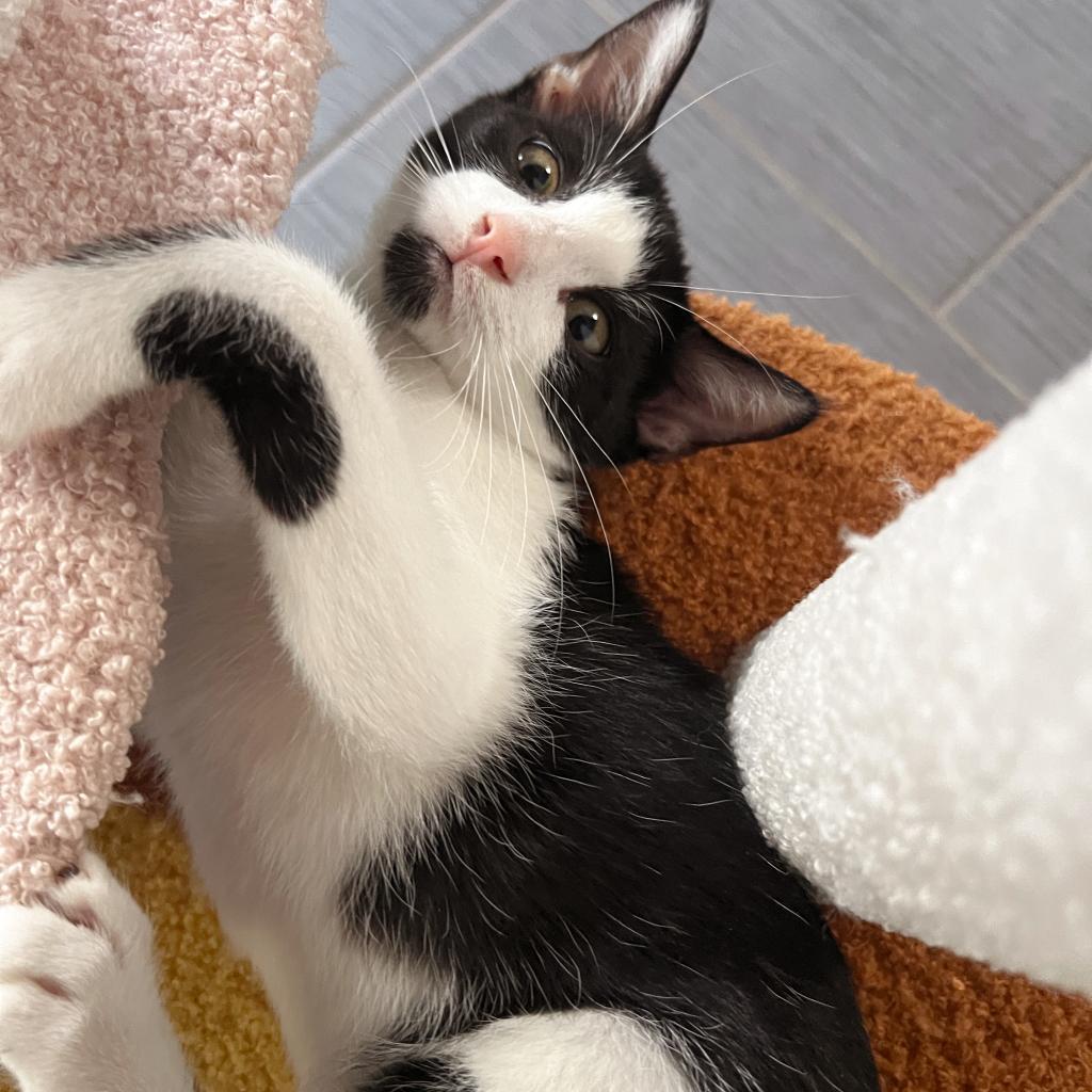 Enlarge MIEL, a Adoptable Domestic Short Hair in San Antonio, TX image 1/6