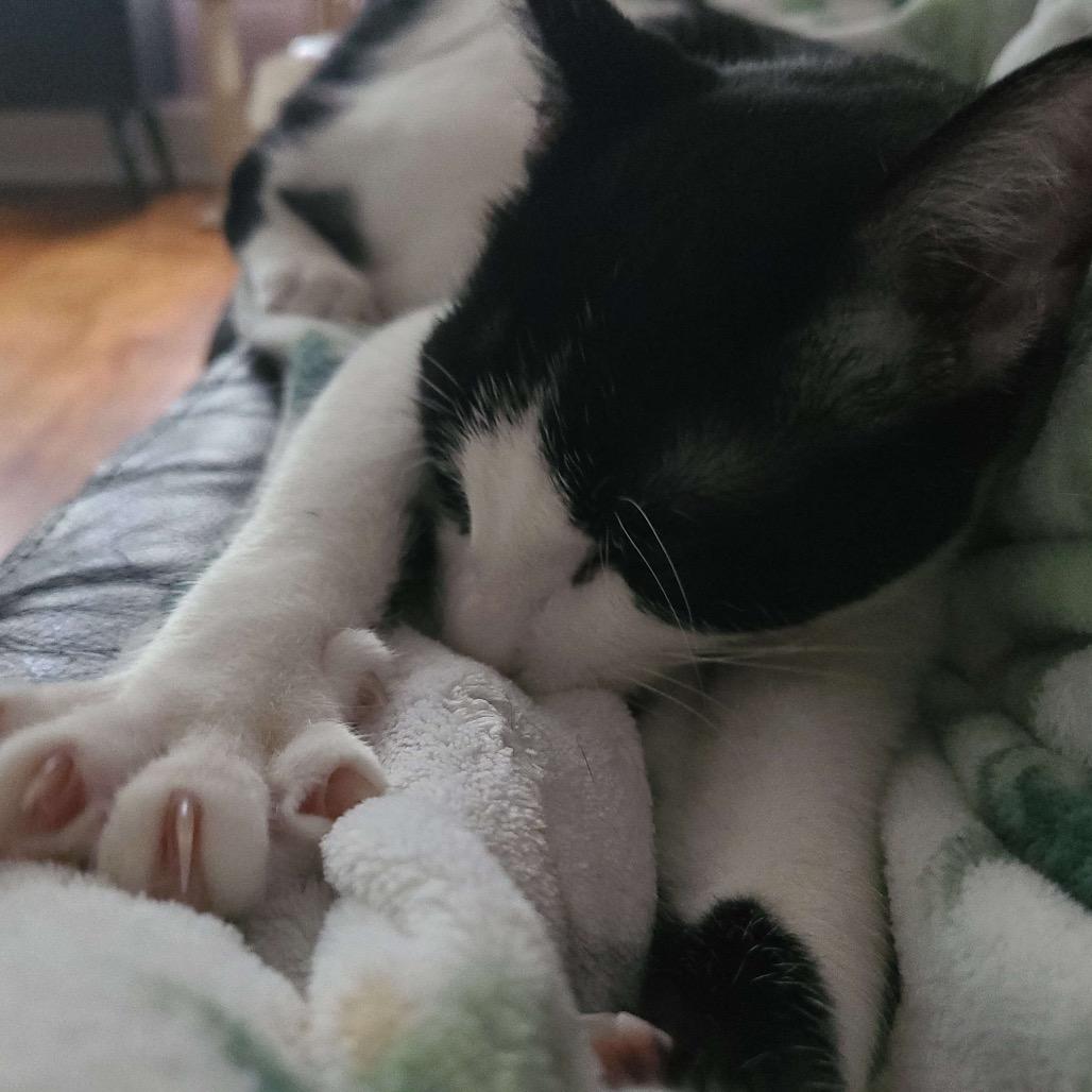 Enlarge MIEL, a Adoptable Domestic Short Hair in San Antonio, TX image 3/6