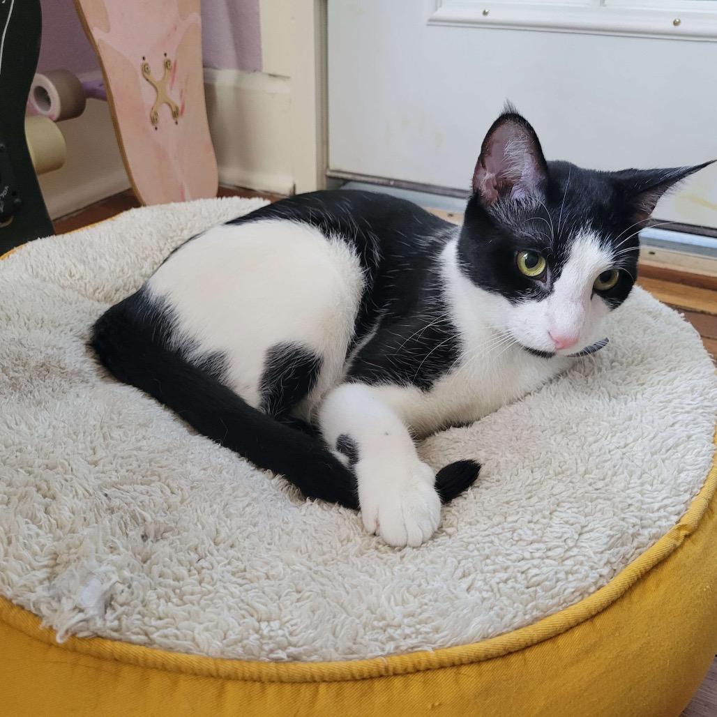 Enlarge MIEL, a Adoptable Domestic Short Hair in San Antonio, TX image 4/6