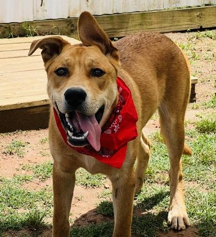 Dally $85, a Adoptable mixed breed in Seneca, SC image 1/3
