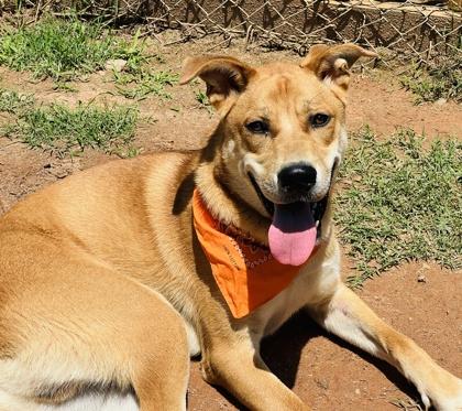 Dally $85, a Adoptable mixed breed in Seneca, SC image 2/3