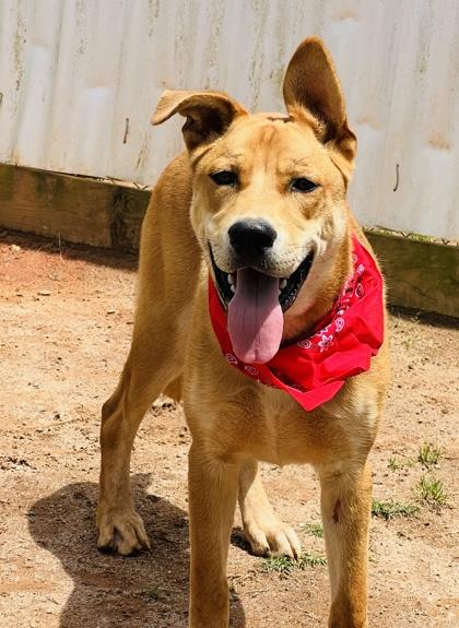 Dally $85, a Adoptable mixed breed in Seneca, SC image 3/3