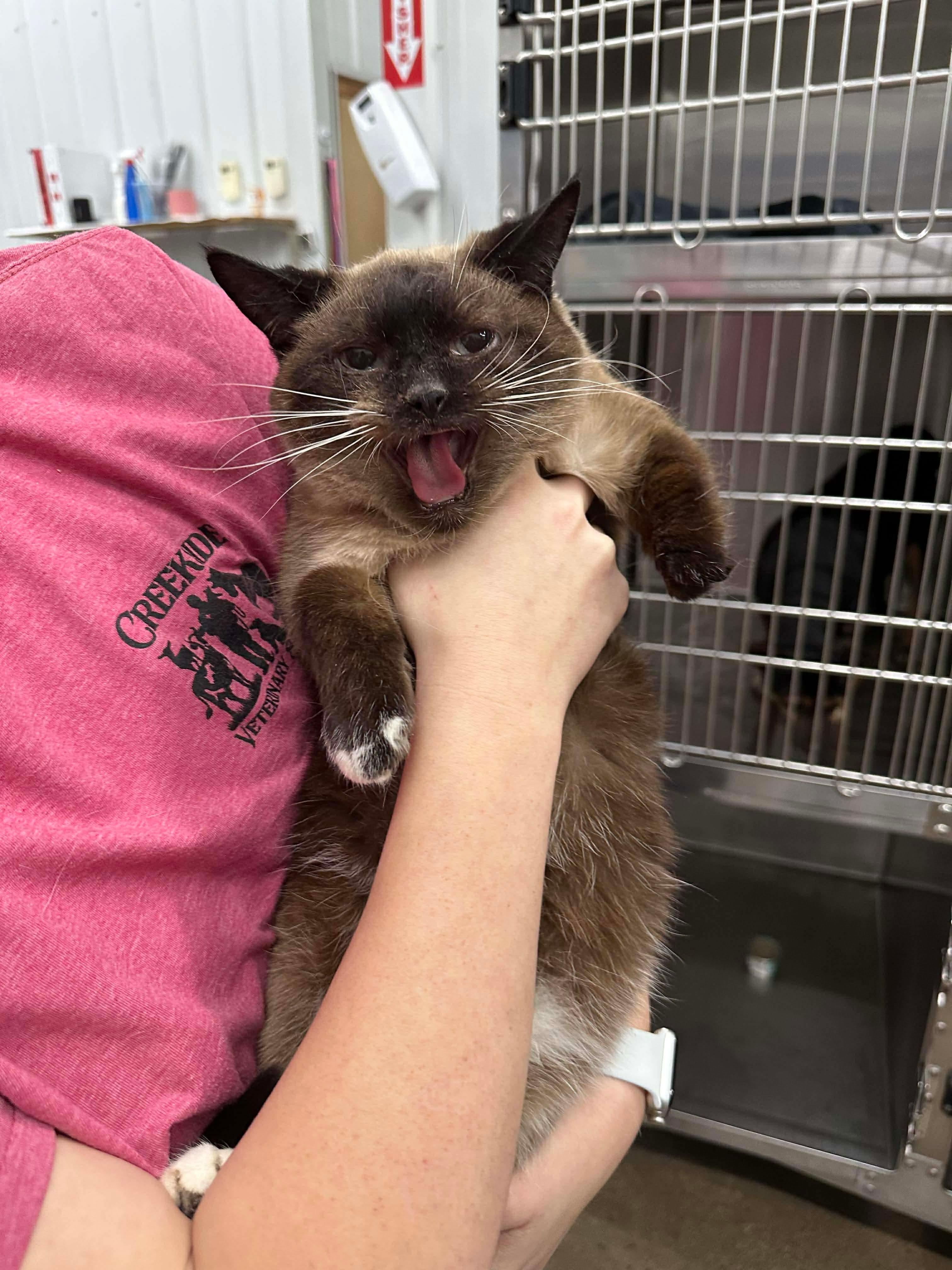 Princess Nora, ADOPTABLE, Senior Female Siamese & Domestic Short Hair.