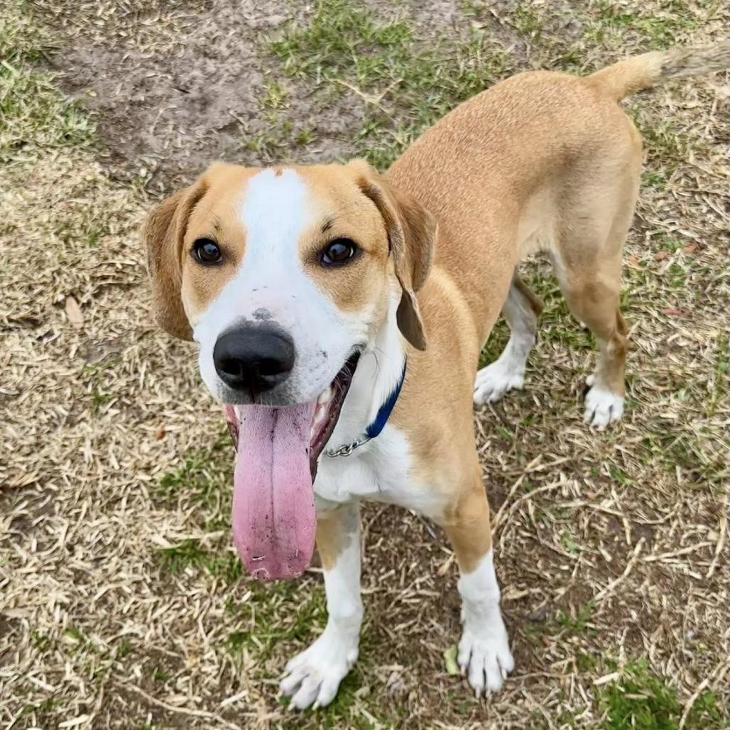 McNugget, a Adoptable mixed breed in Lutz, FL image 1/5