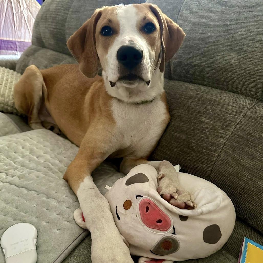 McNugget, a Adoptable mixed breed in Lutz, FL image 2/5