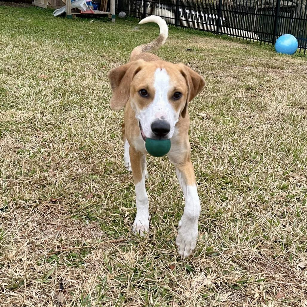 McNugget, Adoptable, Adult Male Hound & Pointer.