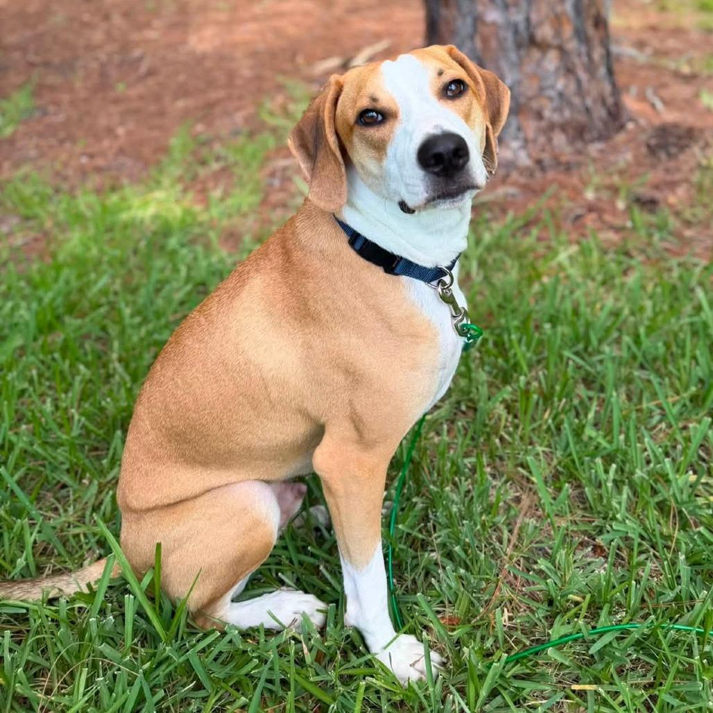 Enlarge McNugget, a Adoptable mixed breed in Lutz, FL image 2/6