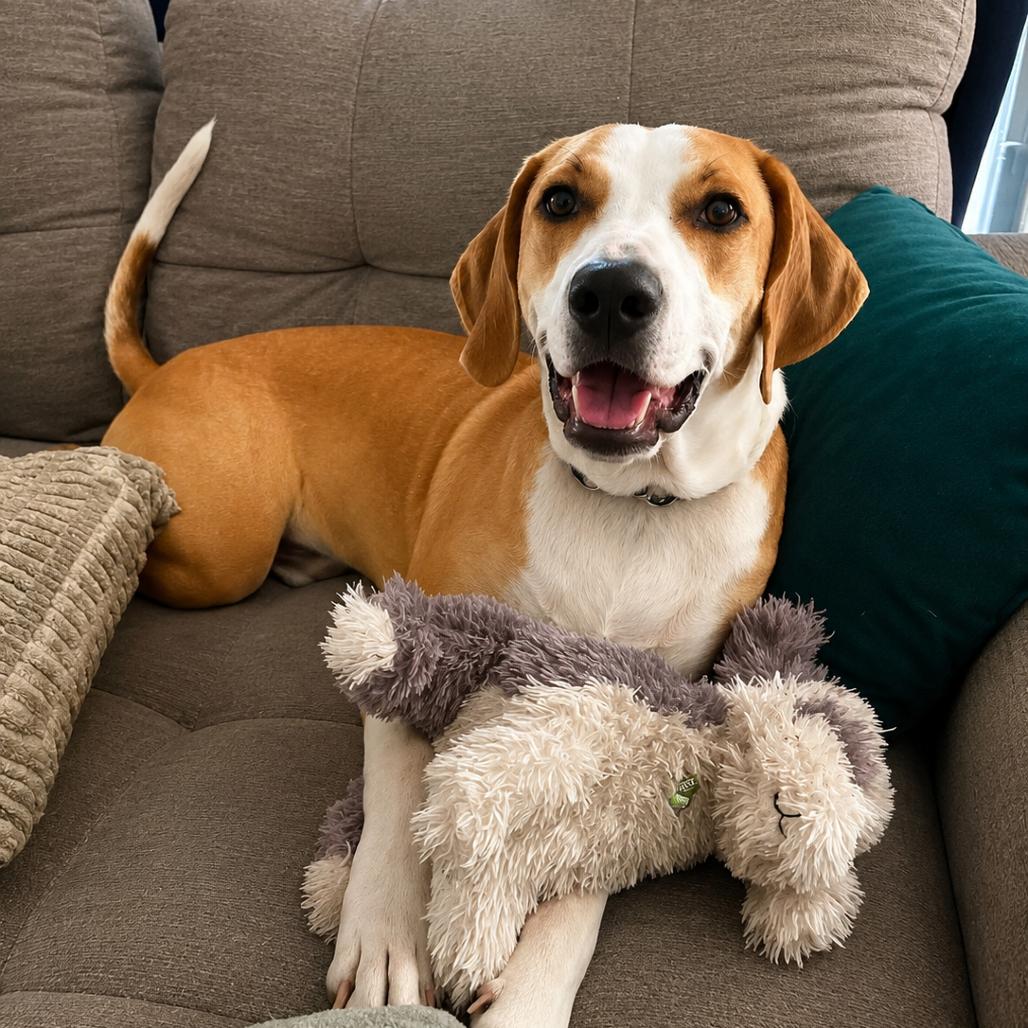 Enlarge McNugget, a Adoptable mixed breed in Lutz, FL image 3/6