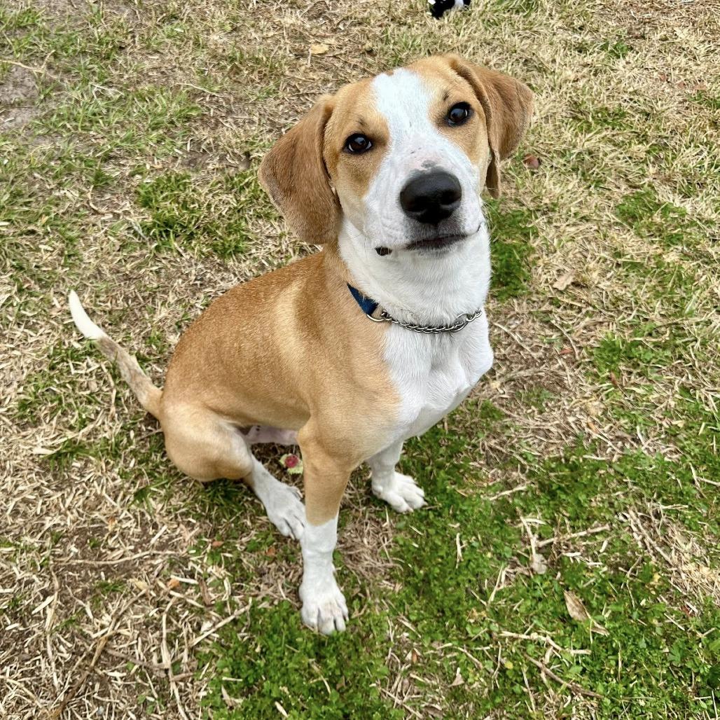 McNugget, a Adoptable mixed breed in Lutz, FL image 5/5