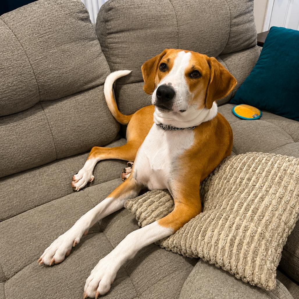 Enlarge McNugget, a Adoptable mixed breed in Lutz, FL image 6/6