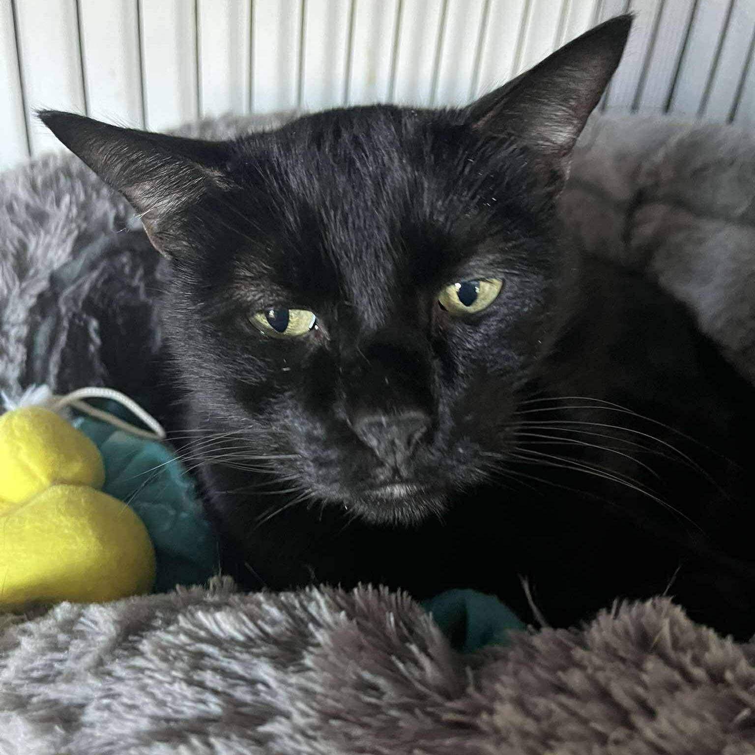 Enlarge Zach (big teddy bear), an adopted Domestic Short Hair in Huntington, NY image 2/2