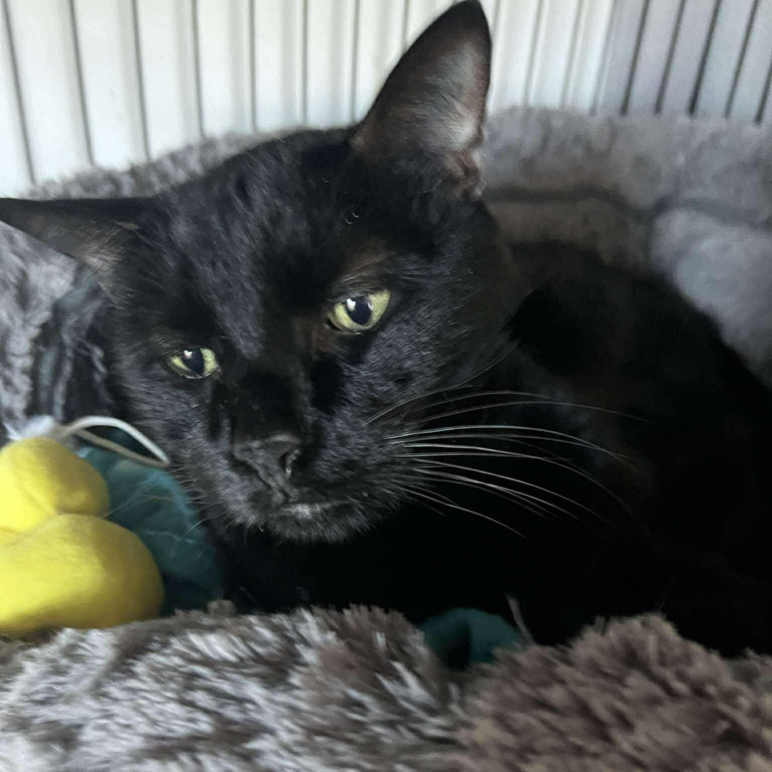 Zach (big teddy bear), adopted, Adult Male Domestic Short Hair.