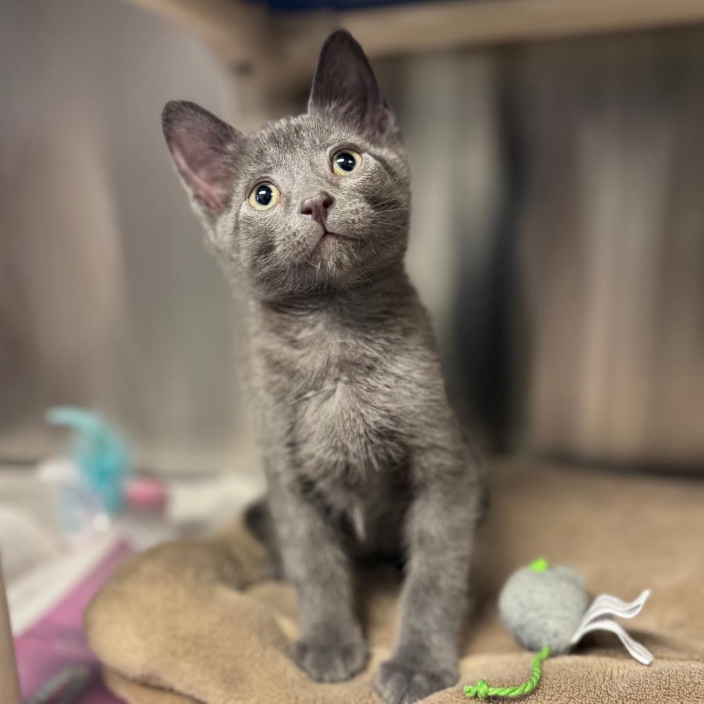 Cosmo, Adoptable, Kitten Male Domestic Short Hair.