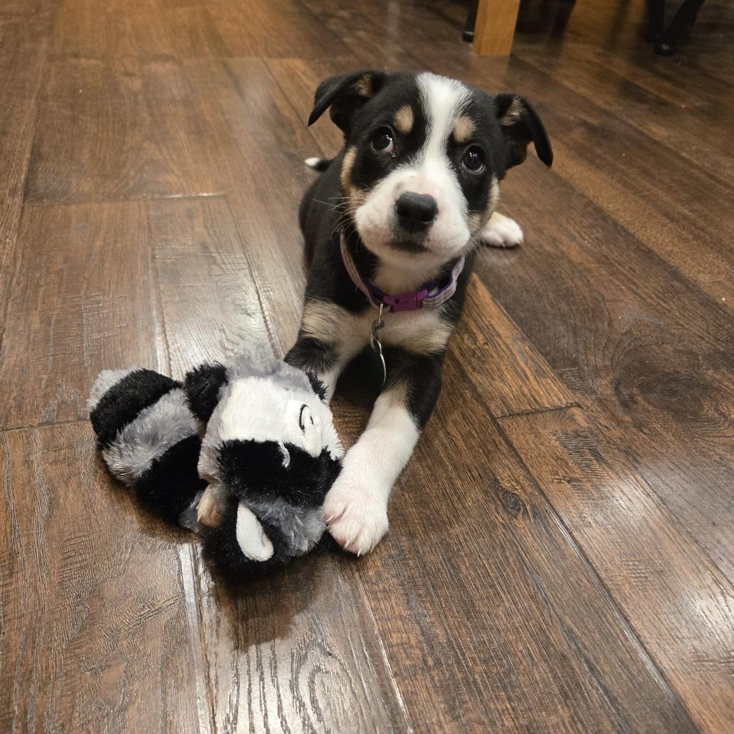 Enlarge Hockey, a Adoptable Mixed Breed in Jackson, MN image 1/4