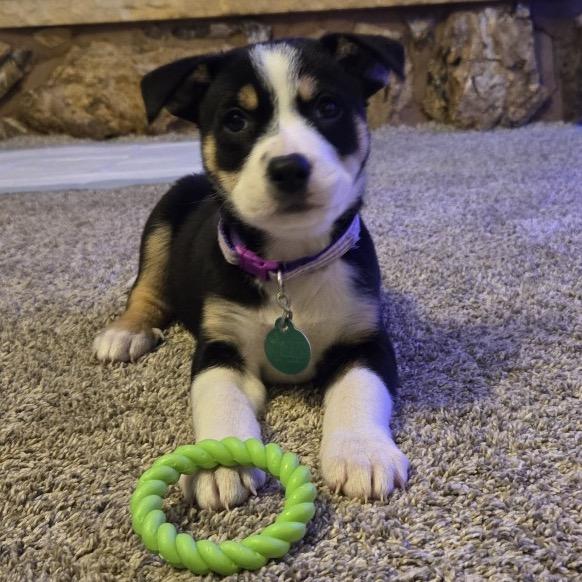 Enlarge Hockey, a Adoptable Mixed Breed in Jackson, MN image 2/4