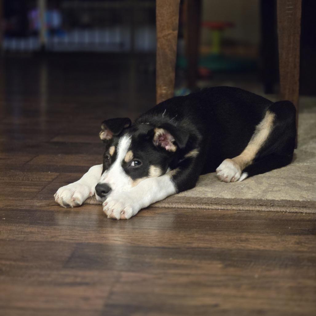 Enlarge Hockey, a Adoptable Mixed Breed in Jackson, MN image 1/4
