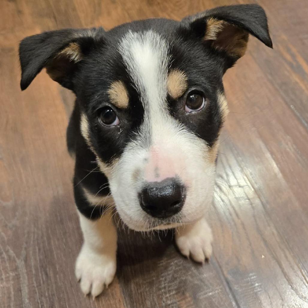 Enlarge Hockey, a Adoptable Mixed Breed in Jackson, MN image 3/4