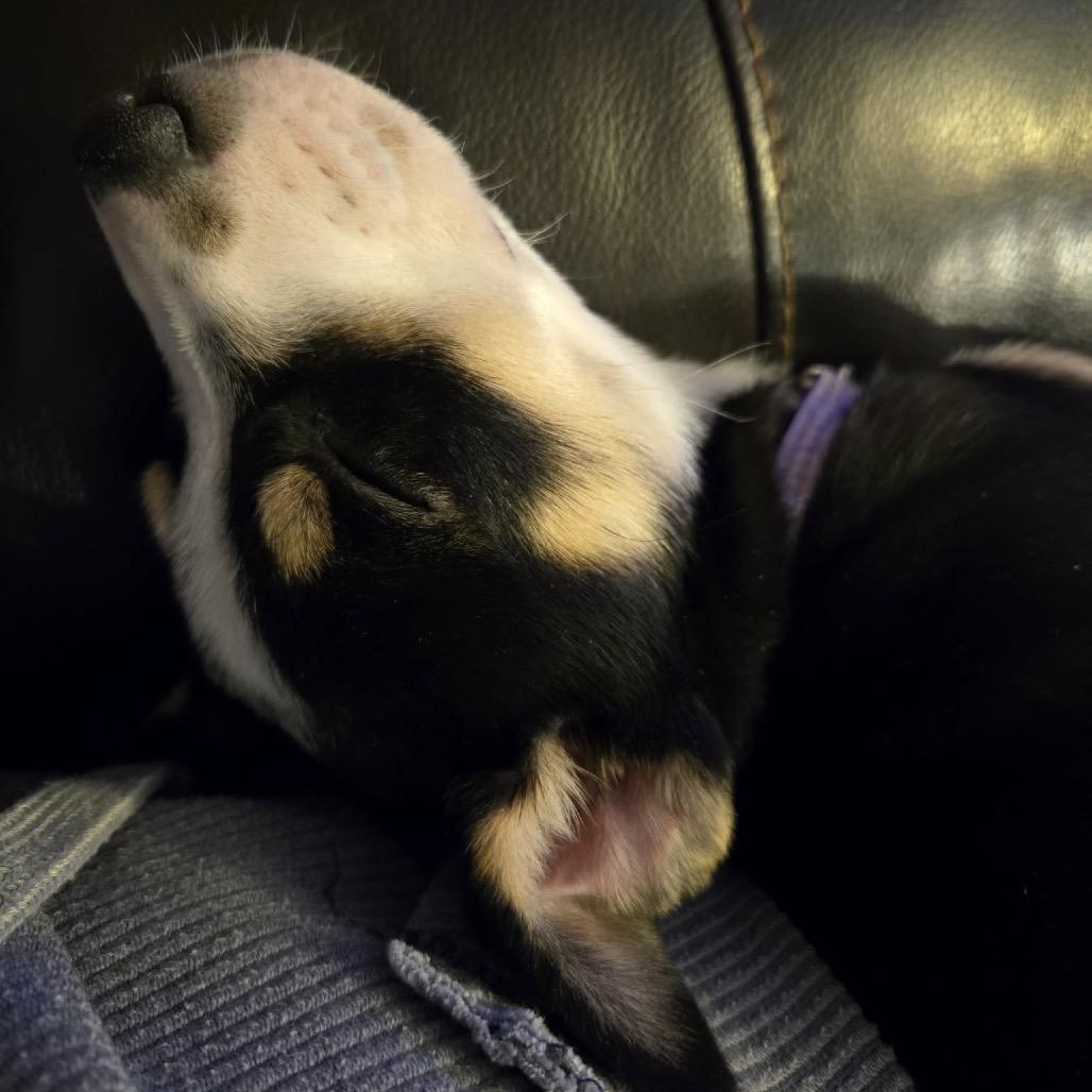 Enlarge Hockey, a Adoptable Mixed Breed in Jackson, MN image 4/4