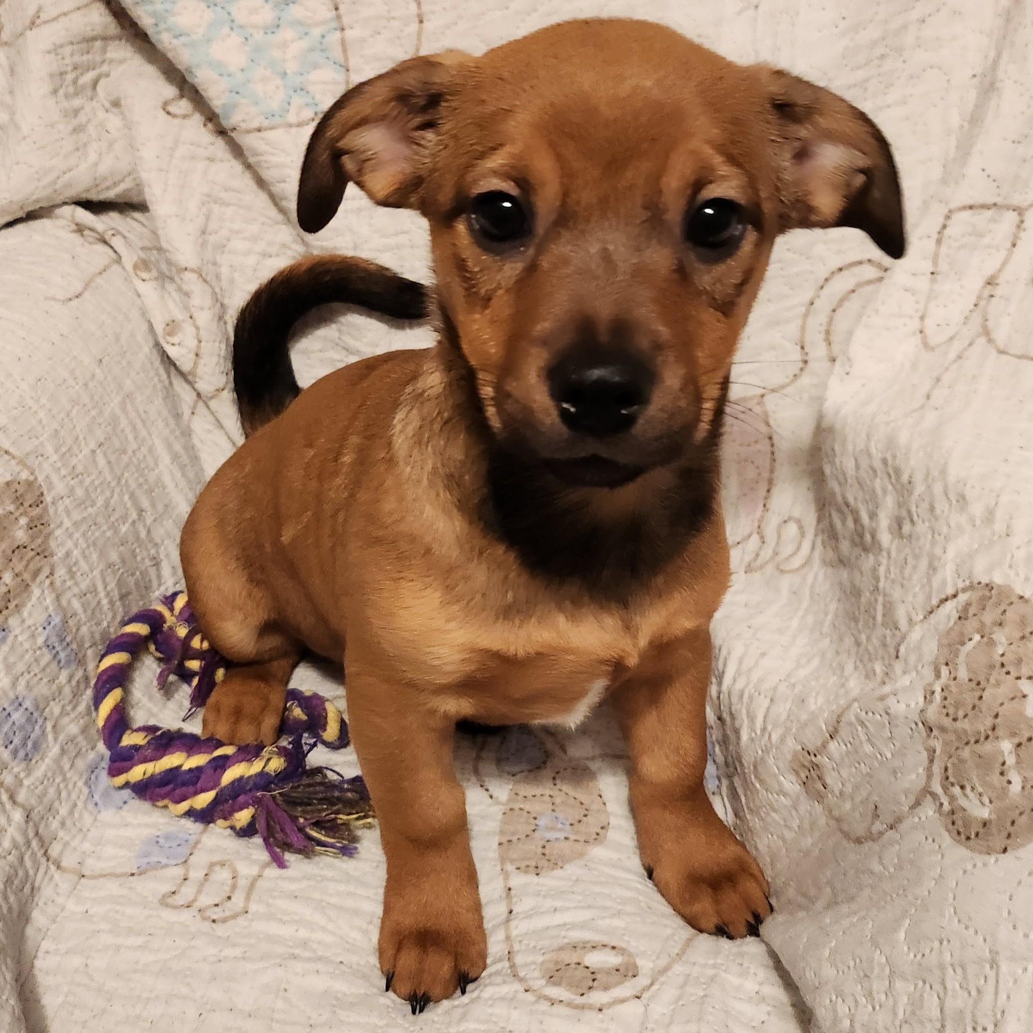 Laverne, adopted, Puppy Female Hound.