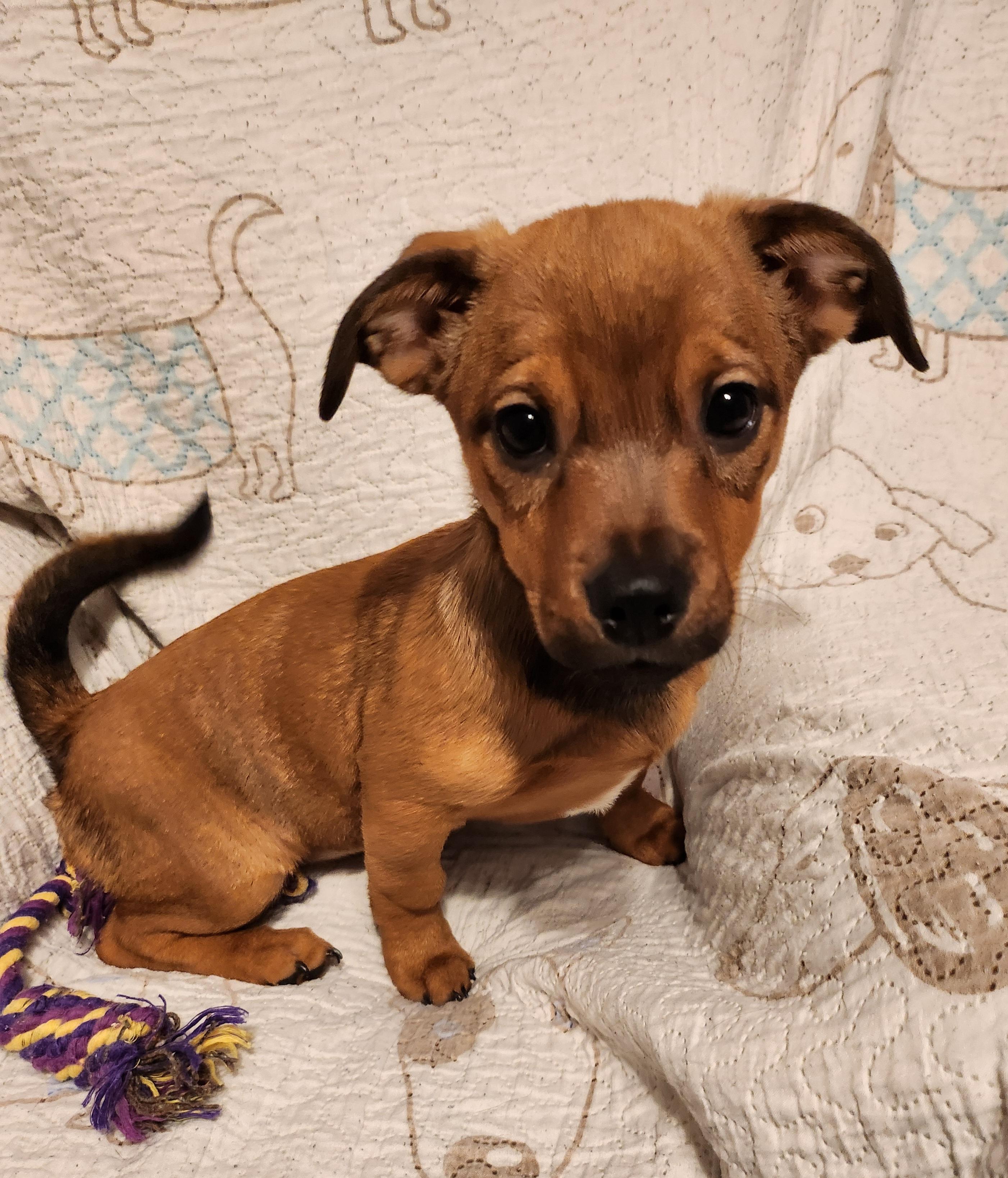 Laverne, an adopted mixed breed in Albany, NY image 2/5