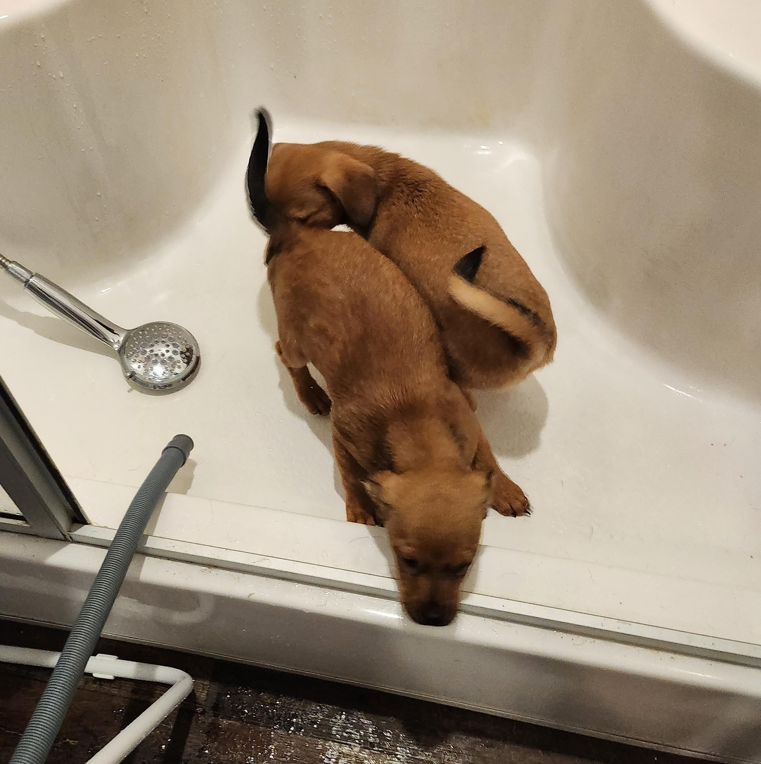 Laverne, an adopted mixed breed in Albany, NY image 4/5