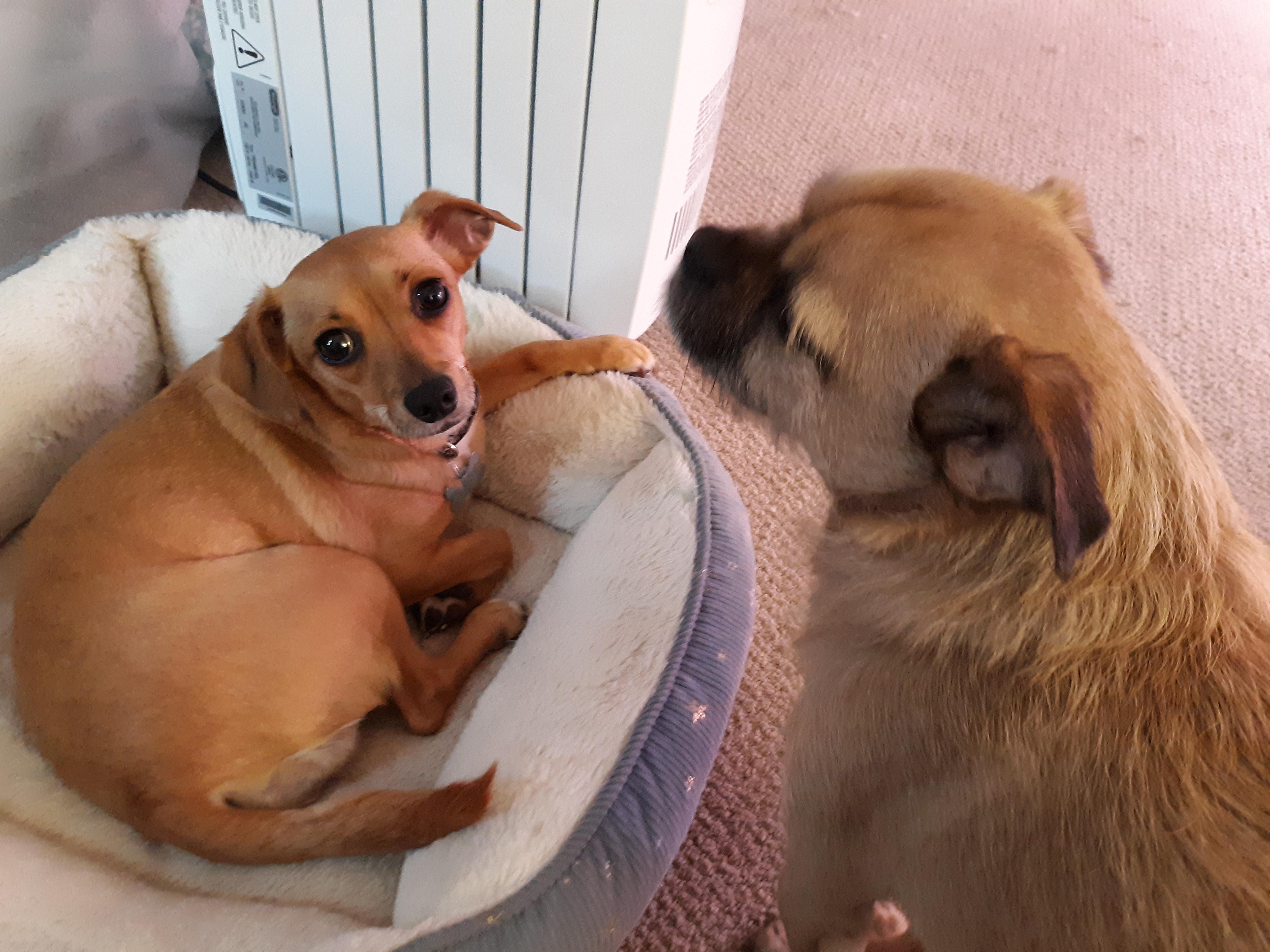 Laverne, an adopted mixed breed in Albany, NY image 5/5