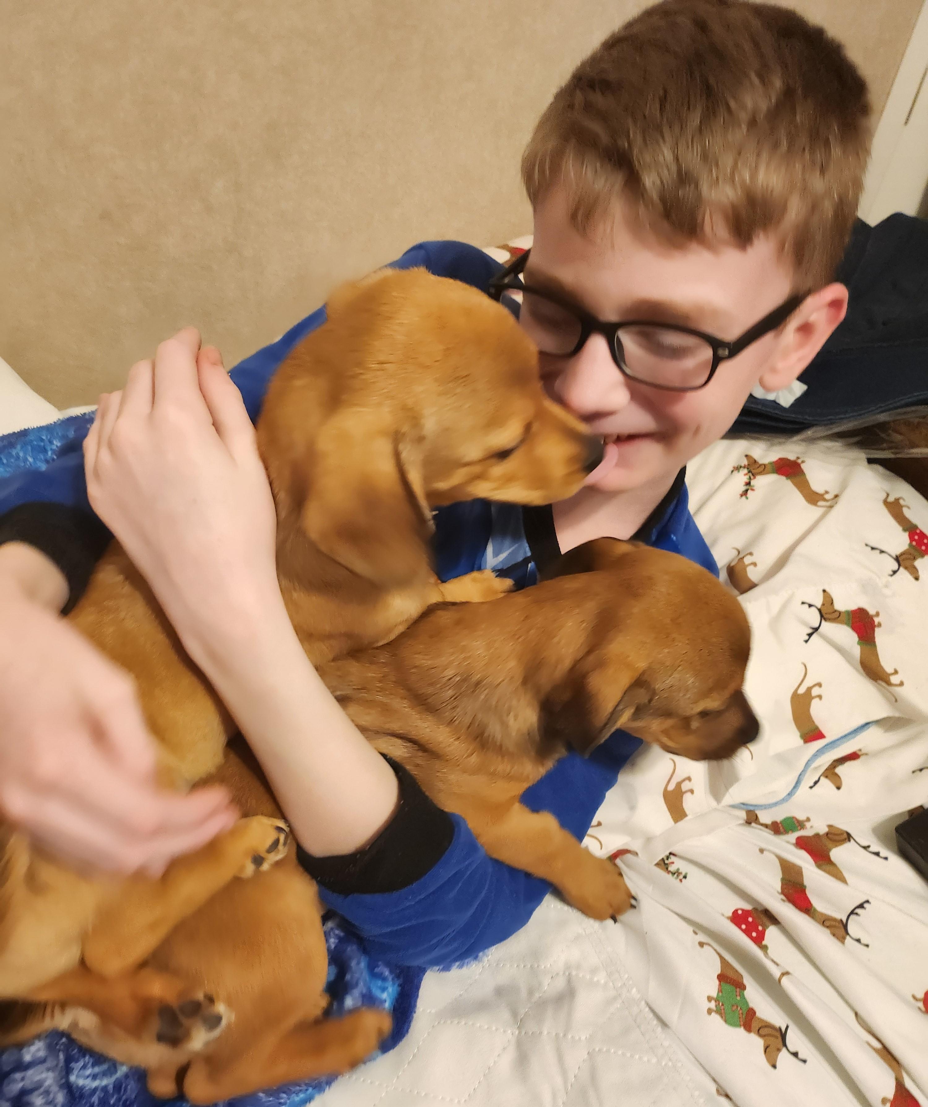 Laverne, an adopted mixed breed in Albany, NY image 3/5